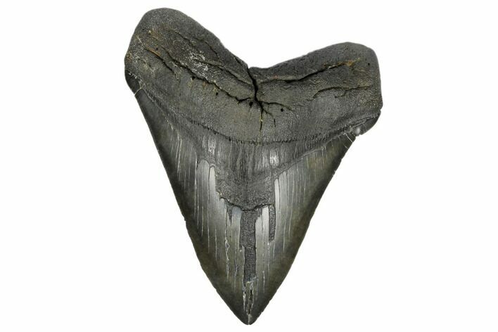 Fossil Megalodon Tooth - Massive Meg Tooth! #175931